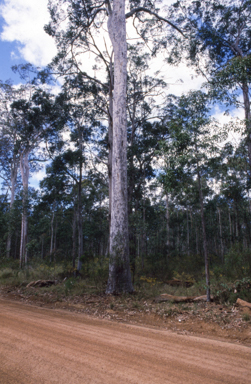 APII jpeg image of Corymbia maculata  © contact APII