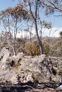 APII jpeg image of Eucalyptus pauciflora  © contact APII