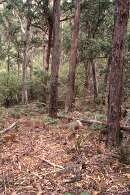 APII jpeg image of Eucalyptus fastigata  © contact APII