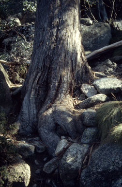 APII jpeg image of Eucalyptus delegatensis  © contact APII