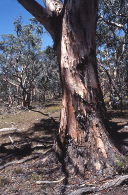 APII jpeg image of Eucalyptus rubida  © contact APII