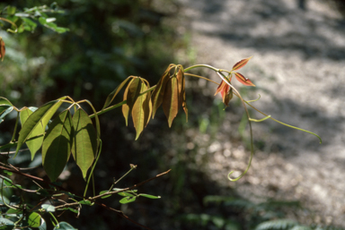 APII jpeg image of Cissus hypoglauca  © contact APII