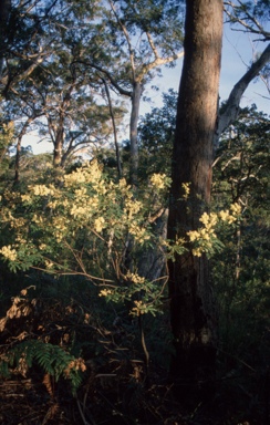 APII jpeg image of Acacia terminalis  © contact APII