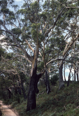 APII jpeg image of Eucalyptus pilularis  © contact APII