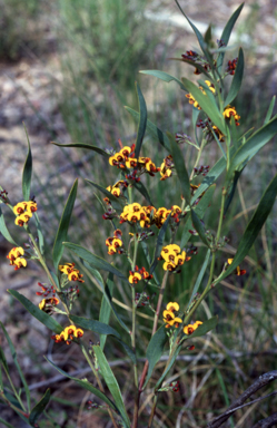 APII jpeg image of Daviesia mimosoides  © contact APII