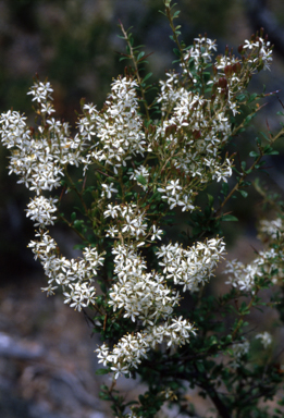 APII jpeg image of Bursaria spinosa  © contact APII