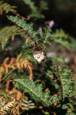 APII jpeg image of Solanum pungetium  © contact APII