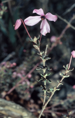 APII jpeg image of Tetratheca ericifolia  © contact APII