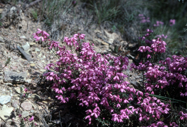 APII jpeg image of Tetratheca ericifolia  © contact APII