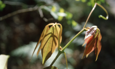 APII jpeg image of Cissus hypoglauca  © contact APII