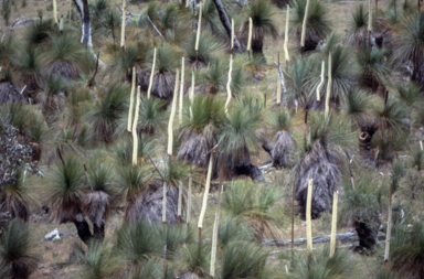 APII jpeg image of Xanthorrhoea australis  © contact APII