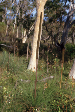 APII jpeg image of Xanthorrhoea  © contact APII