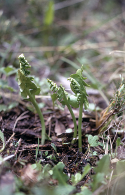 APII jpeg image of Botrychium  © contact APII