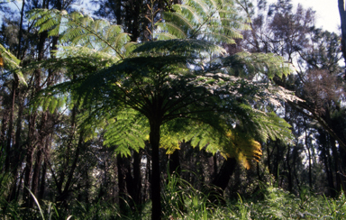 APII jpeg image of Cyathea cooperi  © contact APII
