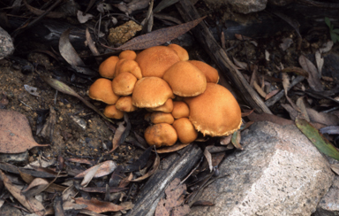 APII jpeg image of Pholiota  © contact APII