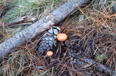 APII jpeg image of Gymnopilus  © contact APII