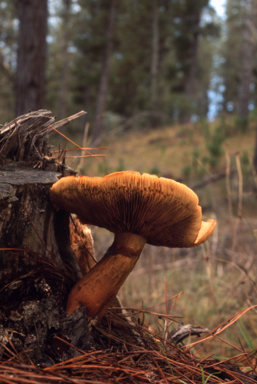 APII jpeg image of Pholiota sapinaciarum  © contact APII