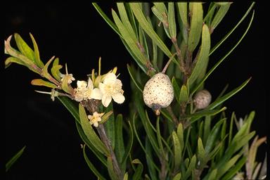 APII jpeg image of Austromyrtus tenuifolia  © contact APII