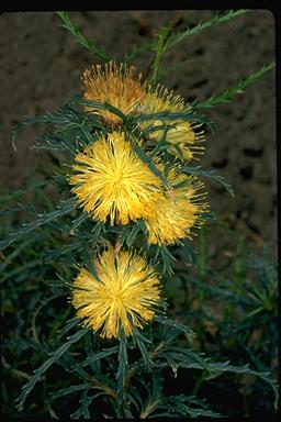 APII jpeg image of Banksia polycephala  © contact APII