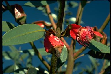 APII jpeg image of Eucalyptus tetraptera  © contact APII