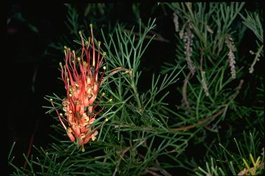 APII jpeg image of Grevillea thelemanniana subsp. thelemanniana  © contact APII