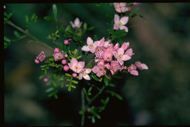 APII jpeg image of Boronia 'Tyalge Ruby'  © contact APII