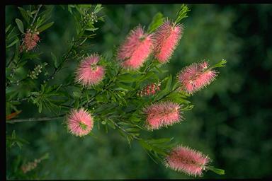 APII jpeg image of Callistemon 'Glasshouse Country'  © contact APII