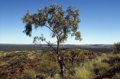 APII jpeg image of Corymbia eremaea  © contact APII