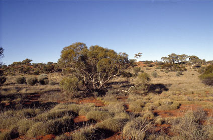 APII jpeg image of Eucalyptus eremicola subsp. peeneri  © contact APII