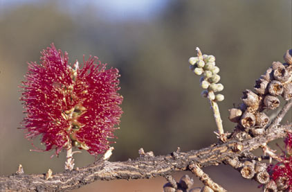 APII jpeg image of Melaleuca apostiba  © contact APII