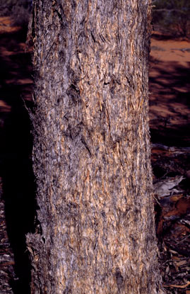 APII jpeg image of Eucalyptus canescens subsp. canescens  © contact APII