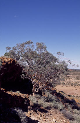 APII jpeg image of Eucalyptus carnei  © contact APII