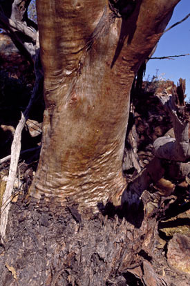 APII jpeg image of Eucalyptus carnei  © contact APII