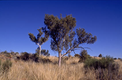 APII jpeg image of Corymbia chippendalei  © contact APII