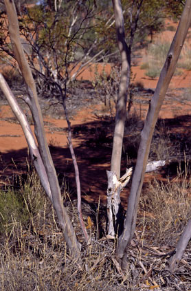 APII jpeg image of Eucalyptus concinna  © contact APII