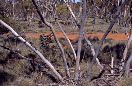 APII jpeg image of Eucalyptus cyclostoma  © contact APII