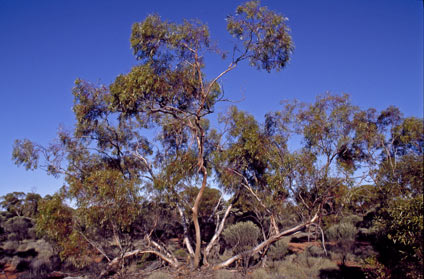 APII jpeg image of Eucalyptus cylindrocarpa  © contact APII