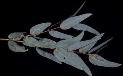 APII jpeg image of Eucalyptus diversifolia subsp. hesperia  © contact APII
