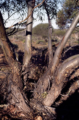 APII jpeg image of Eucalyptus effusa  © contact APII