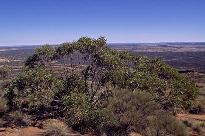 APII jpeg image of Eucalyptus gillenii  © contact APII