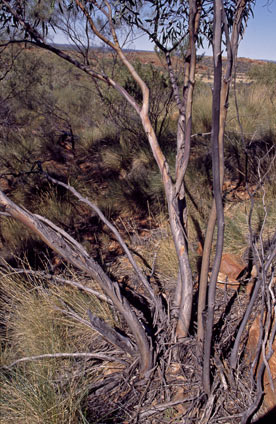 APII jpeg image of Eucalyptus gillenii  © contact APII