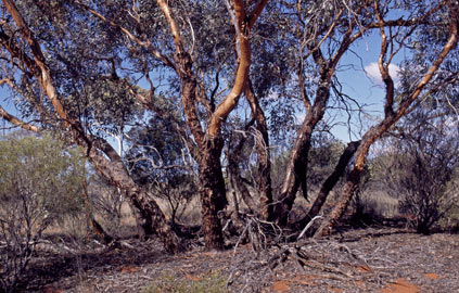 APII jpeg image of Eucalyptus glomerosa  © contact APII