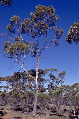 APII jpeg image of Eucalyptus indurata  © contact APII