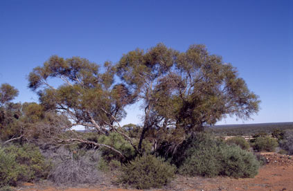 APII jpeg image of Eucalyptus jutsonii subsp. jutsonii  © contact APII