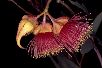 APII jpeg image of Eucalyptus alatissima  © contact APII