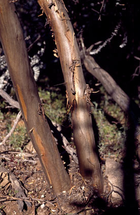 APII jpeg image of Eucalyptus kruseana  © contact APII