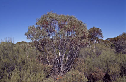 APII jpeg image of Eucalyptus leptopoda subsp. subluta  © contact APII