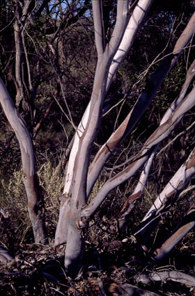 APII jpeg image of Eucalyptus leptopoda subsp. subluta  © contact APII