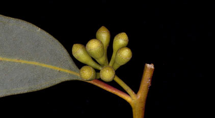 APII jpeg image of Eucalyptus lucasii  © contact APII