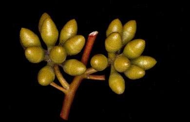 APII jpeg image of Eucalyptus mannensis subsp. mannensis  © contact APII